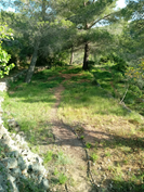 Meandering path under pines